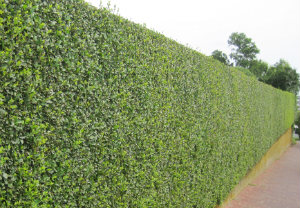 hedge-cutting-maintenance-balham